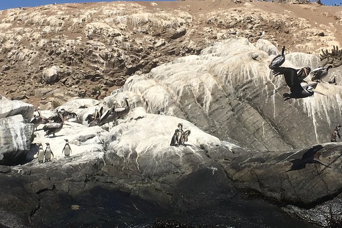 Fr STGO: WILD PENGUINS, SEALION, SANDBOARD, PARAGLIDING & PICNIC - Valparaíso, Viña del Mar, and the road north
