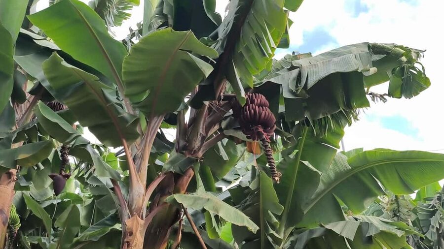 Gran Canaria: Paragliding Flight & Banana Plantation Tour - Who should book this outing