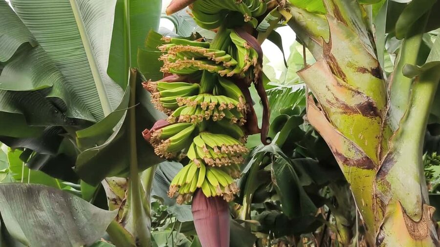 Gran Canaria: Paragliding Flight & Banana Plantation Tour - The drive north through Arucas